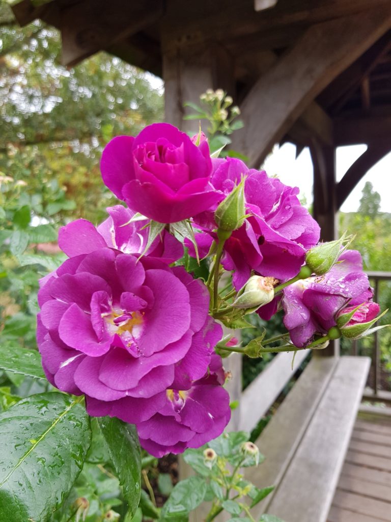 Beautiful purple rose - not labelled